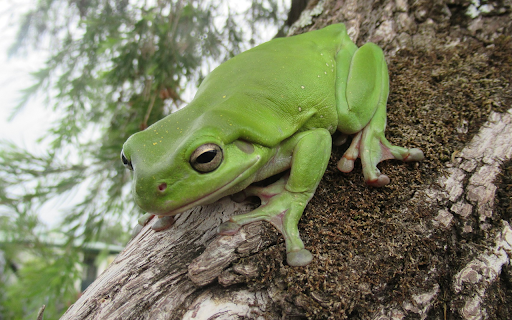 Smooth skinned frog  from Chrome web store to be run with OffiDocs Chromium online