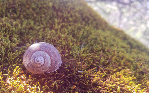 Snail crawling on moss in the sun  from Chrome web store to be run with OffiDocs Chromium online