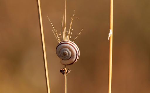 Snails and dry grass  from Chrome web store to be run with OffiDocs Chromium online