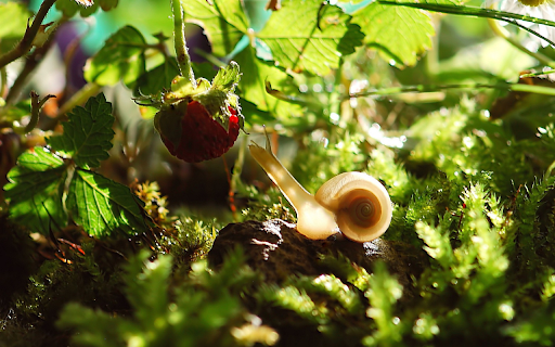 Snails and strawberries  from Chrome web store to be run with OffiDocs Chromium online