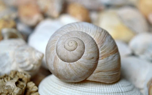 SNAIL Theme  from Chrome web store to be run with OffiDocs Chromium online