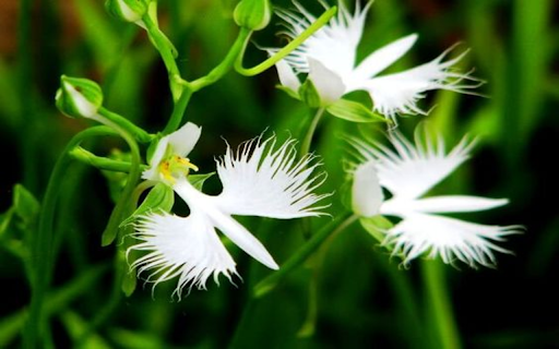 Snake jasmine flower wallpaper  from Chrome web store to be run with OffiDocs Chromium online