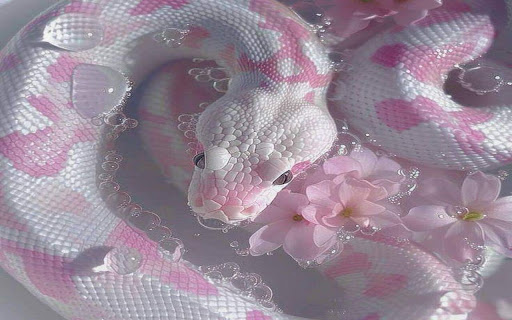 snake slithering in water wallpaper  from Chrome web store to be run with OffiDocs Chromium online