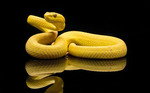 SNAKE Theme  from Chrome web store to be run with OffiDocs Chromium online