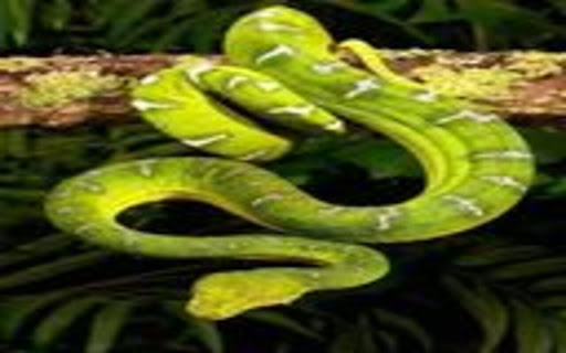 snake wallpaper at  from Chrome web store to be run with OffiDocs Chromium online