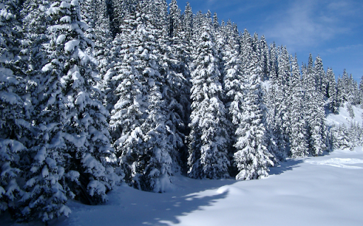 Snow covered Pine Trees  from Chrome web store to be run with OffiDocs Chromium online