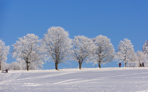 Snow covered trees  from Chrome web store to be run with OffiDocs Chromium online