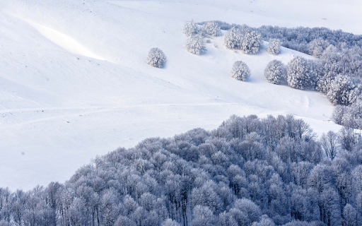 Snow falls in the woods  from Chrome web store to be run with OffiDocs Chromium online