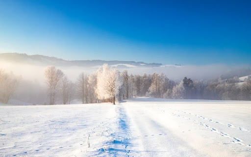 SNOW FOREST Theme  from Chrome web store to be run with OffiDocs Chromium online