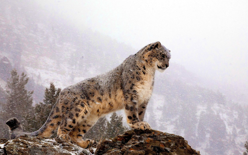 Snow King Reigning on High  from Chrome web store to be run with OffiDocs Chromium online