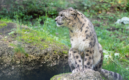 Snow Leopard Sitting on a Rock  from Chrome web store to be run with OffiDocs Chromium online