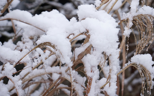 Snow on dry grass  from Chrome web store to be run with OffiDocs Chromium online