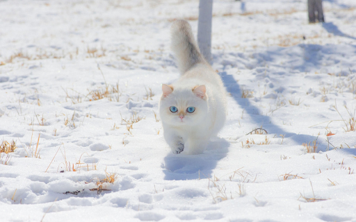 Snowpaw Majesty  from Chrome web store to be run with OffiDocs Chromium online