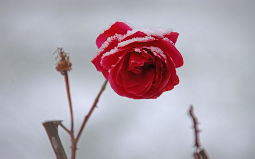 Snow rose  from Chrome web store to be run with OffiDocs Chromium online