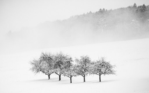 SNOW TREE Theme  from Chrome web store to be run with OffiDocs Chromium online SNOW TREE Theme  from Chrome web store to be run with OffiDocs Chromium online
