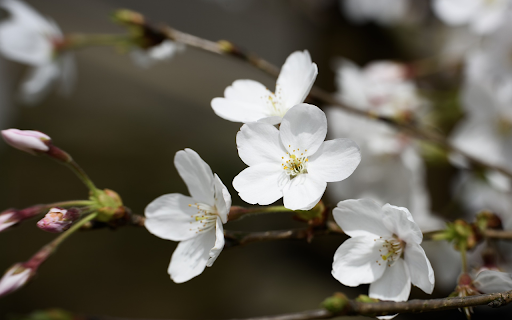 Snow white cherry blossoms  from Chrome web store to be run with OffiDocs Chromium online