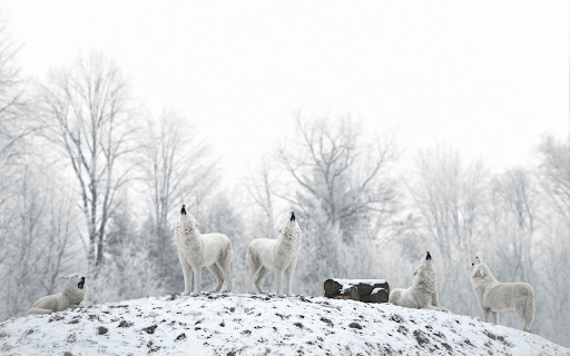 Snow Wolves  from Chrome web store to be run with OffiDocs Chromium online