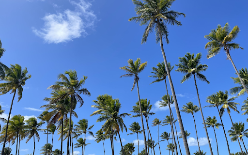 Soaring coconut garden  from Chrome web store to be run with OffiDocs Chromium online