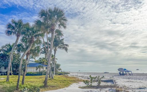Soaring sea palms  from Chrome web store to be run with OffiDocs Chromium online