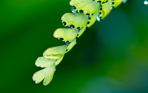Soft and beautiful branches and leaves  from Chrome web store to be run with OffiDocs Chromium online
