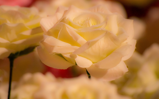 Soft Ivory Rose  from Chrome web store to be run with OffiDocs Chromium online