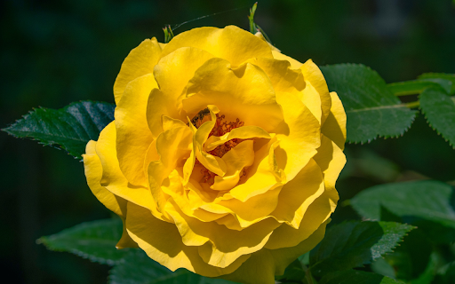 Soft Petals from Chrome web store to be run with OffiDocs Chromium online Soft Petals from Chrome web store to be run with OffiDocs Chromium online