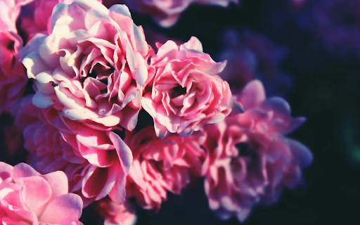 Soft Pink Roses Theme  from Chrome web store to be run with OffiDocs Chromium online