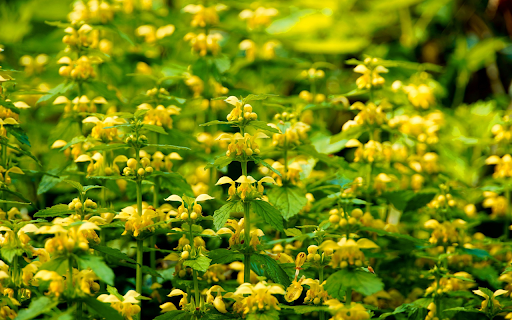 Soft stemmed Flowering Plants  from Chrome web store to be run with OffiDocs Chromium online