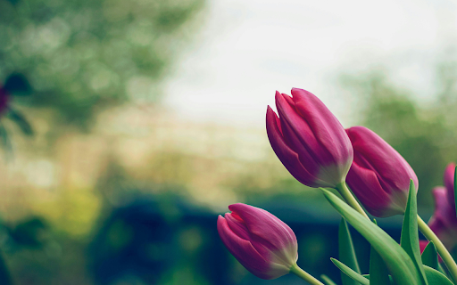 Soft Tulip Garden Theme  from Chrome web store to be run with OffiDocs Chromium online