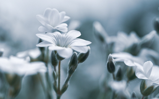 Soft White Blossoms  from Chrome web store to be run with OffiDocs Chromium online