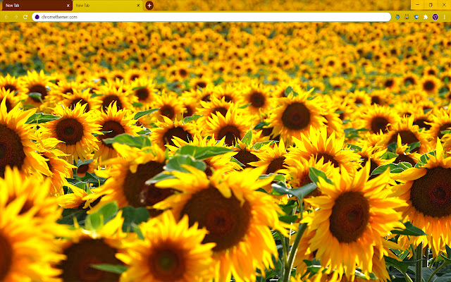 Solarized Sunflowers  from Chrome web store to be run with OffiDocs Chromium online