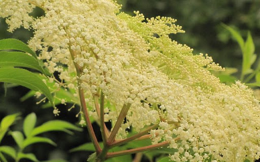 Sorbus commixta – A Symphony of Color and Elegance  from Chrome web store to be run with OffiDocs Chromium online