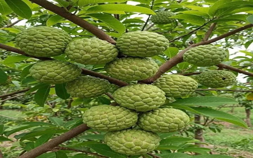soursop wallpaper  from Chrome web store to be run with OffiDocs Chromium online