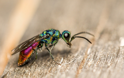 Sparkling insects  from Chrome web store to be run with OffiDocs Chromium online