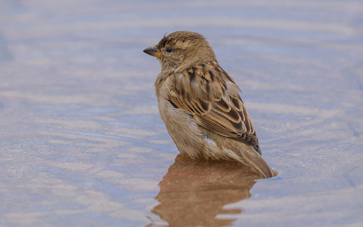 Sparrow Bathing  from Chrome web store to be run with OffiDocs Chromium online
