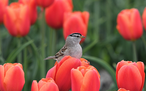 Sparrow on Tulip  from Chrome web store to be run with OffiDocs Chromium online
