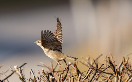 sparrow Theme  from Chrome web store to be run with OffiDocs Chromium online