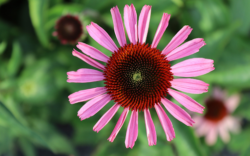 Sparse petals  from Chrome web store to be run with OffiDocs Chromium online