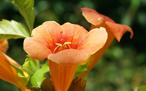 Speaker shaped flowers  from Chrome web store to be run with OffiDocs Chromium online