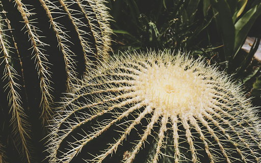 spherical cactus  from Chrome web store to be run with OffiDocs Chromium online
