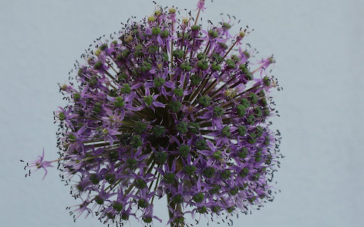 Spherical Flower Branch  from Chrome web store to be run with OffiDocs Chromium online
