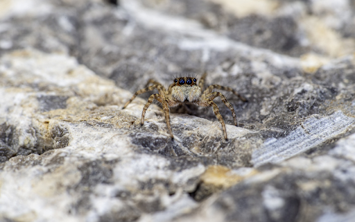 Spider and four eyes  from Chrome web store to be run with OffiDocs Chromium online