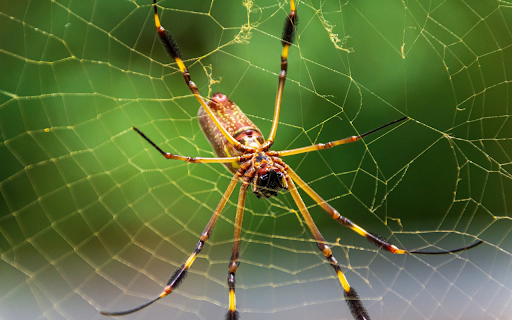 Spider and its legs  from Chrome web store to be run with OffiDocs Chromium online