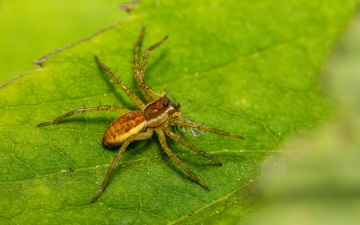 Spider and its spiny legs  from Chrome web store to be run with OffiDocs Chromium online