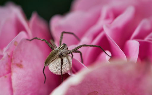 Spider and ovary  from Chrome web store to be run with OffiDocs Chromium online