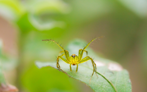 Spider and the Thorns  from Chrome web store to be run with OffiDocs Chromium online