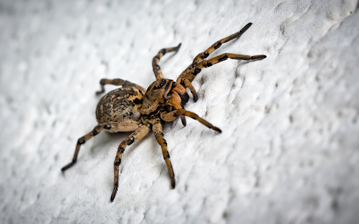 Spider crawling on cliff  from Chrome web store to be run with OffiDocs Chromium online