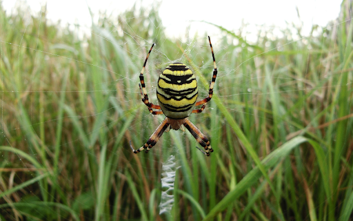 Spider in the grass  from Chrome web store to be run with OffiDocs Chromium online