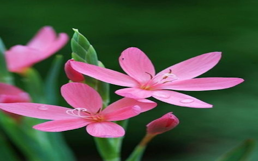 Spider lily wallpaper  from Chrome web store to be run with OffiDocs Chromium online