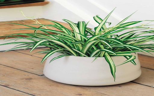 Spider plant wallpapers  from Chrome web store to be run with OffiDocs Chromium online